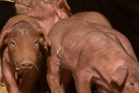 Reproductores a la carta