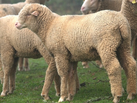 borrega merina precoz