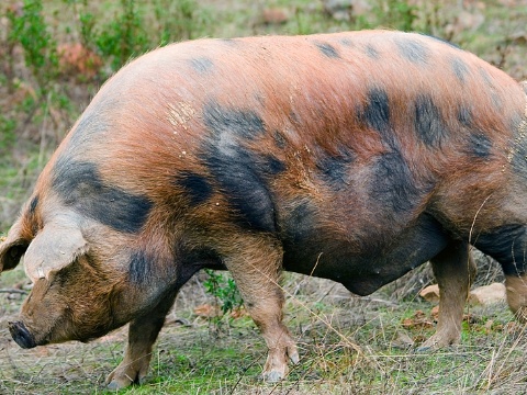 Capón manchado de Jabugo