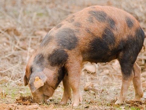 Lechón manchado de Jabugo