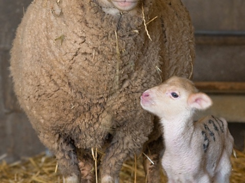 oveja merina con cordero