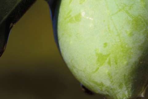 tesela aceites de huelva