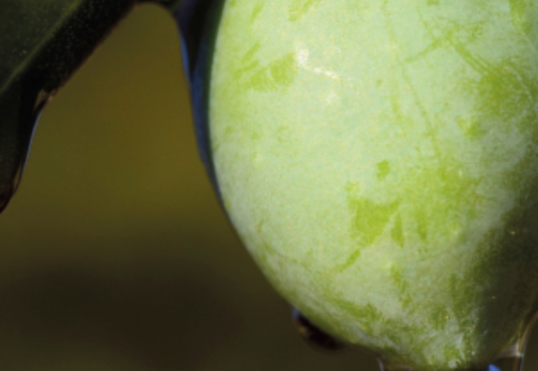 tesela aceites de huelva