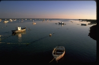pesca