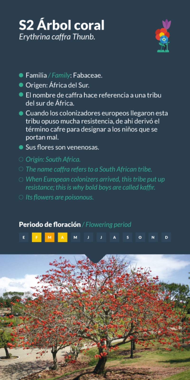 Árbol coral